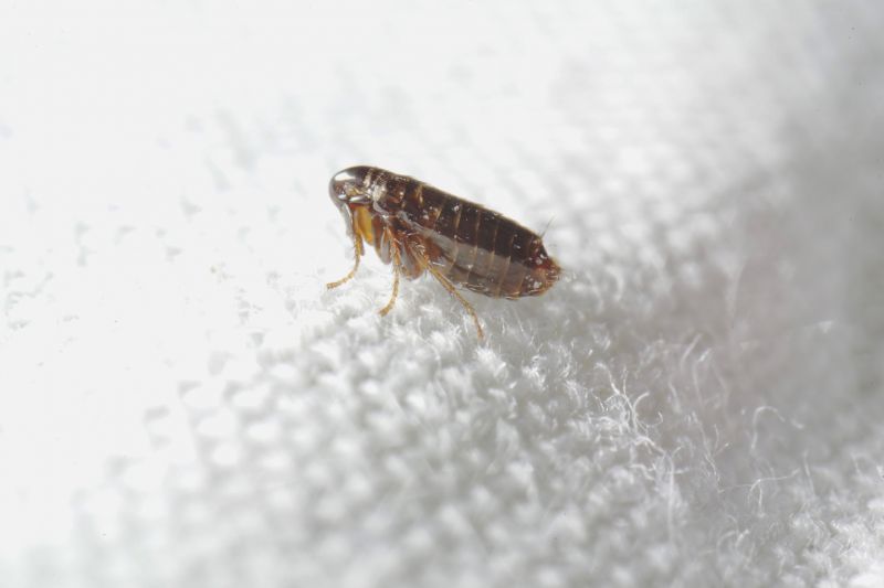 Flea And Tick Treatment