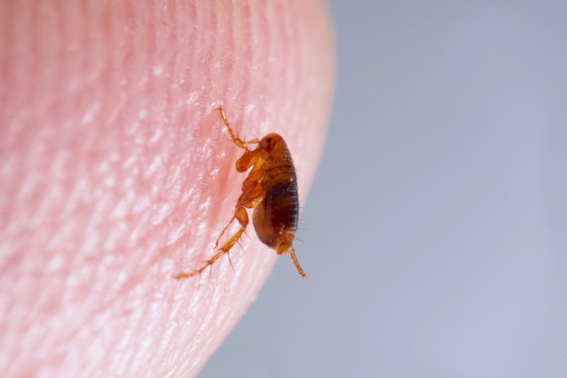 Flea And Tick Treatment