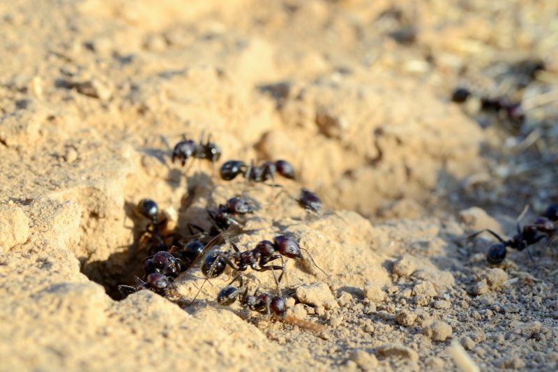 Black Ant Extermination in Arlington, TX